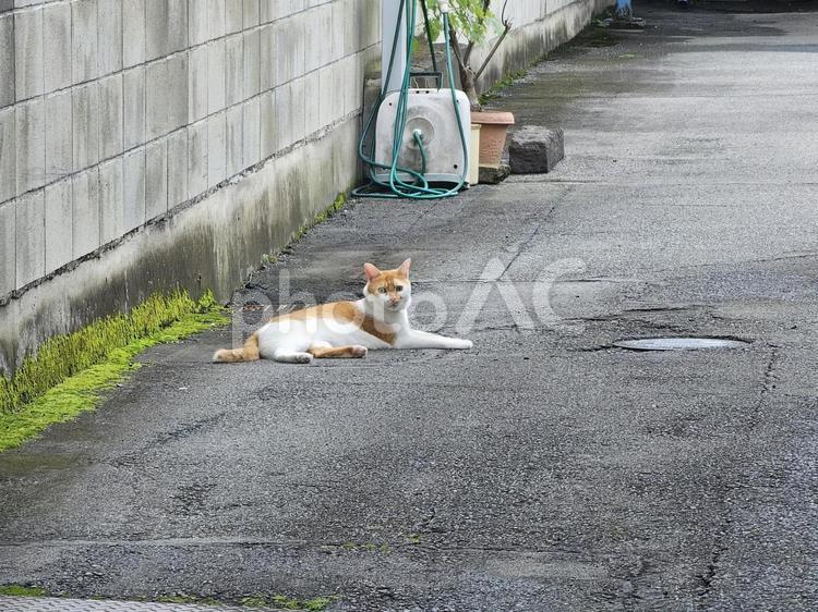 街角の猫 街角,猫,catの写真素材