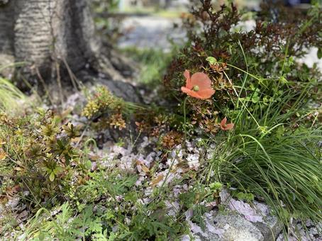 オレンジの花の写真