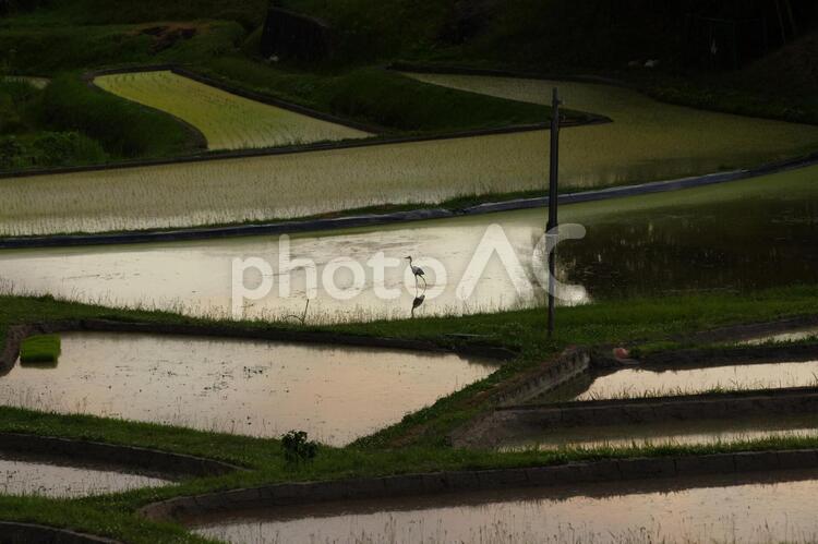 棚田と白鷺 春,棚田,水の写真素材
