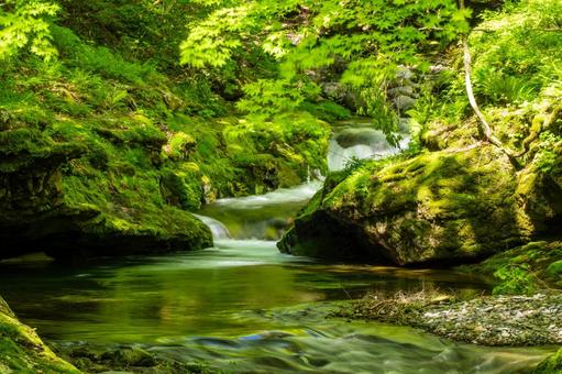 Fresh greenery at Anetaki ⒀, JPG