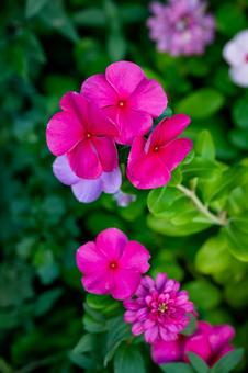 ニチニチソウの写真