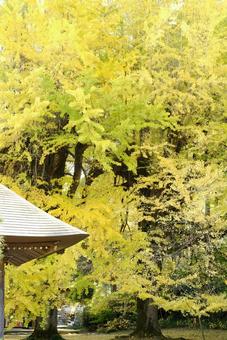 イチョウの木 イチョウの木の写真