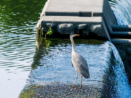 水辺のアオサギ 水辺のアオサギ サギ,アオサギ,野鳥の写真素材