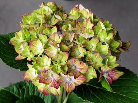 緑の紫陽花・シュロスバッカーバルト 緑の紫陽花・シュロスバッカーバルトの写真