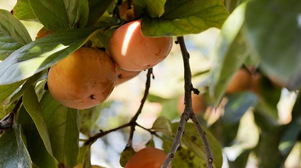 【果物の写真】柿の実 柿,実り,果物の写真素材