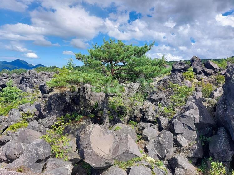 嬬恋村　鬼押出し園　松の木 鬼押出し園,嬬恋村,群馬県の写真素材