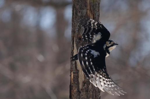 羽を広げて飛び立つアカゲラ 羽を広げて飛び立つアカゲラ 野鳥,バードウオッチング,冬の写真素材