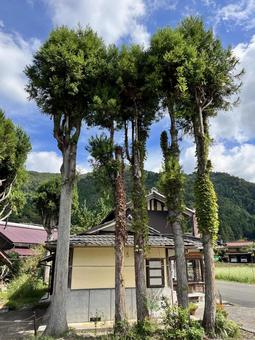 かやぶきの里のバス停横の木 かやぶきの里のバス停横の木 山,空,晴天の写真素材