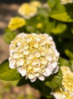 梅雨の風物詩 あじさい 梅雨の風物詩 あじさい 紫陽花,花,植物の写真素材