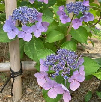 Hydrangea, JPG Hydrangea, JPG