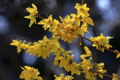 黄金色の花が爆発するように咲く レンギョウ,連翹,花の写真素材