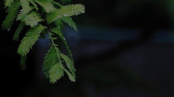 Rainy season, fern leaves wet with rain, JPG Rainy season, fern leaves wet with rain, JPG