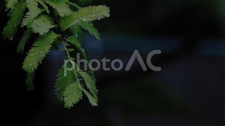 梅雨シーズン、雨に濡れたシダの葉 植物,雨,雨粒の写真素材