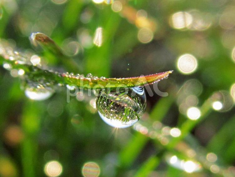 水滴と緑の葉と朝日Water drops 水滴,すいてき,waterの写真素材