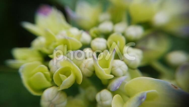 咲き始めたアジサイの花 アジサイ,あじさい,紫陽花の写真素材
