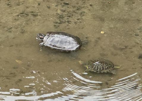 親離れしない子亀 親離れしい子亀,親子の亀,ミシシッピイ赤耳亀の写真素材