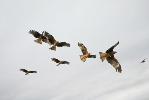 Black kite, JPG