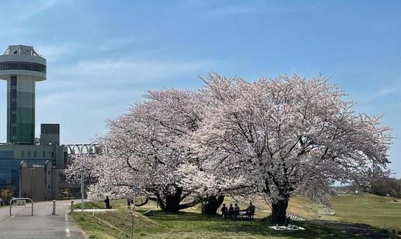 桜 江南緑地公園 230330 桜 江南緑地公園 230330の写真