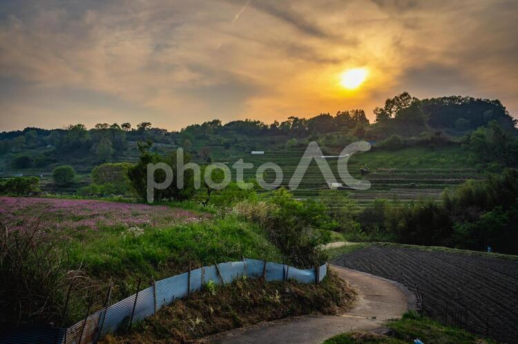 稲渕棚田　明日香村 棚田,田んぼ,明日香村の写真素材