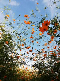 コスモス コスモス,秋,花の写真素材