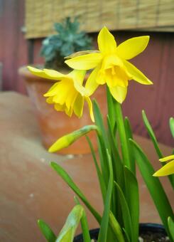冬の花＊黄色い水仙＊縦 水仙,スイセンの花,黄色の写真素材