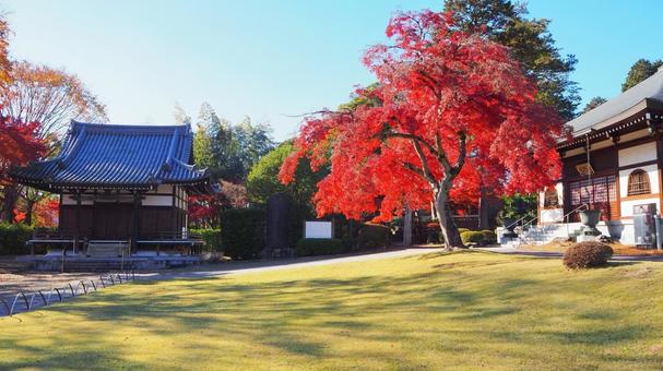 天覧山の山麓・能仁寺開山堂の紅葉・飯能市 天覧山の山麓・能仁寺開山堂の紅葉・飯能市の写真