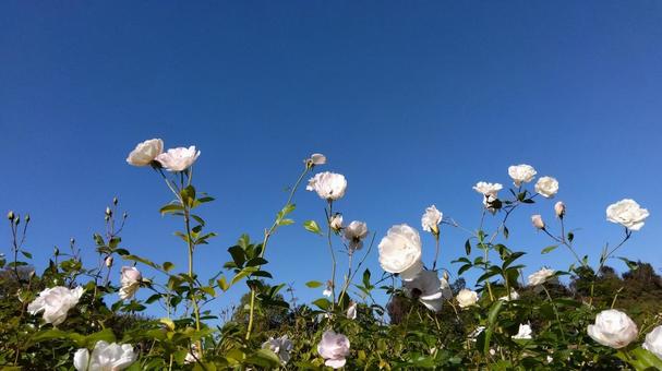 薔薇 薔薇 青空,空,薔薇の写真素材