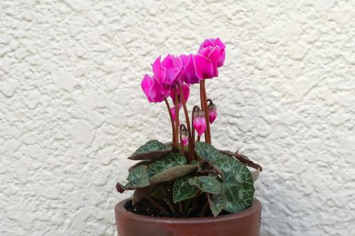 秋～春まで咲くガーデンシクラメンの花2 ガーデンシクラメン,ミニシクラメン,シクラメンの写真素材