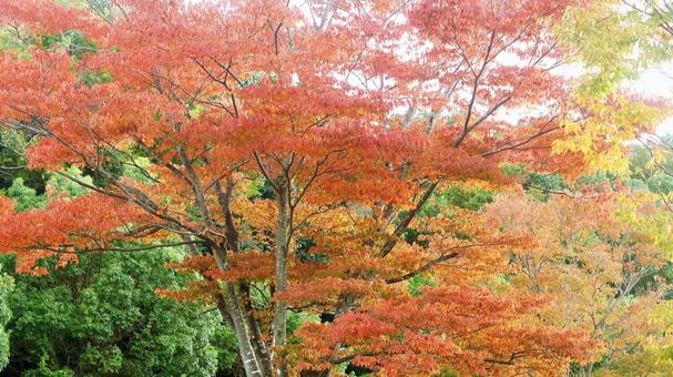 紅葉-1280 紅葉,欅,ケヤキの写真素材