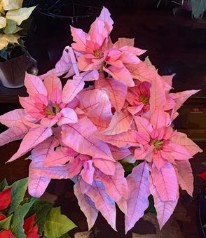 ポインセチア　花 クリスマス,冬,１２月の写真素材