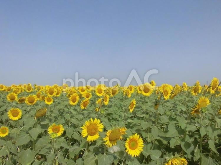 アンダルシアのひまわり畑 ヨーロッパ,海外,空の写真素材