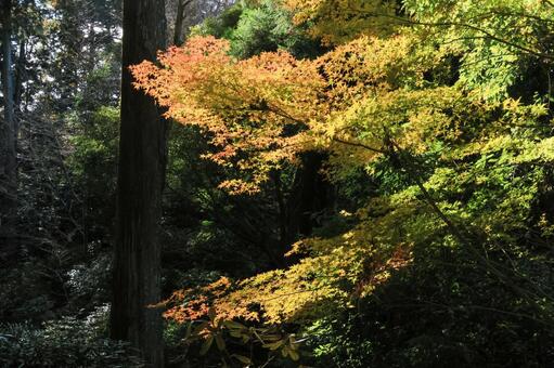 室生寺 室生寺,五重塔,国宝の写真素材