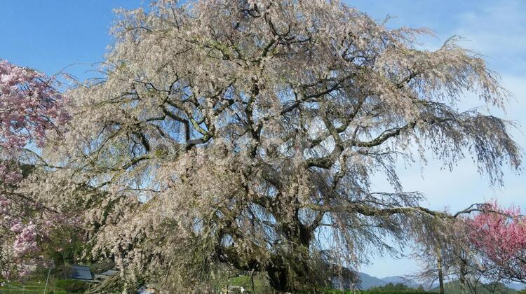 しだれ桜 いなか,さくら,さくらふぶきの写真素材