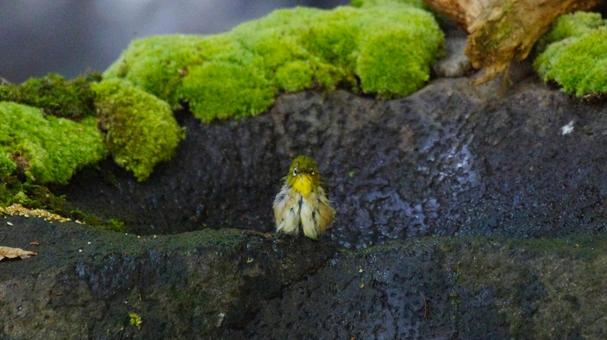 ずぶ濡れでこっちを向くメジロの写真