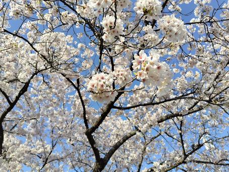 春 春 花,自然,春の写真素材