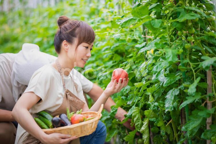 トマトを栽培する男女 家庭菜園,野菜,農業体験の写真素材