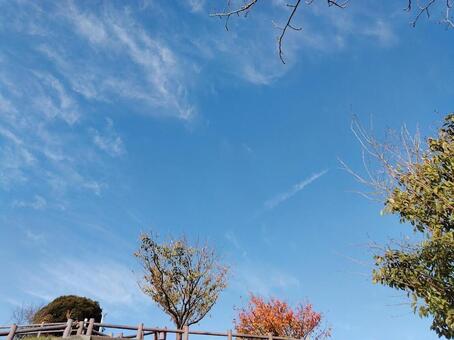 森の公園 森,公園,景色の写真素材