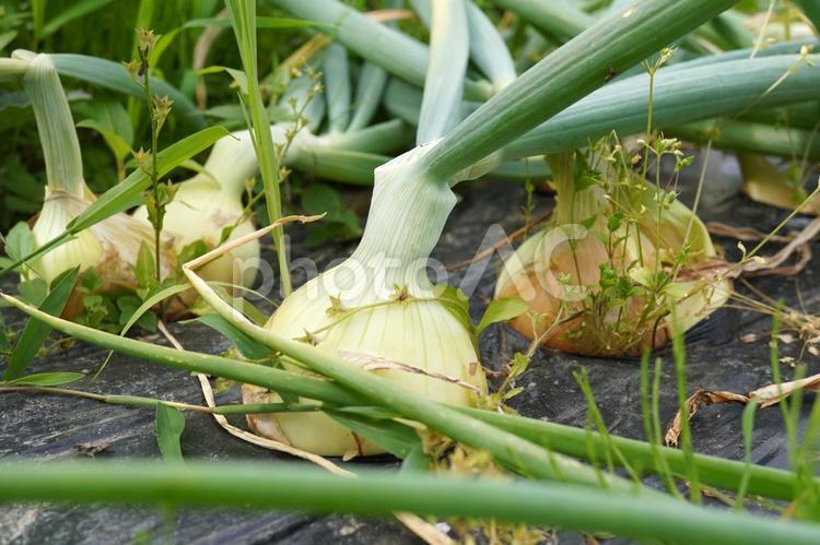 玉ねぎの収穫時期（倒れた葉）03 玉ねぎ,タマネギ,野菜の写真素材