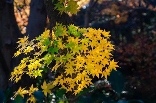 晩秋の皇居・北の丸公園の紅(黄)葉 9 晩秋,秋,錦秋の写真素材