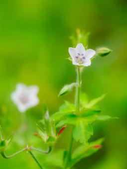 ゲンノショウコ⑶ ゲンノショウコ⑶ 花,ゲンノショウコ,フウロソウの写真素材