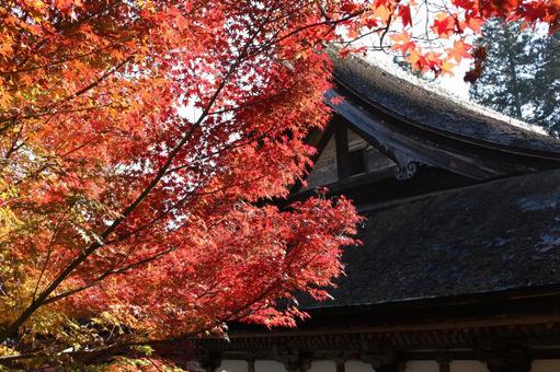 秋の紅葉-3 秋の紅葉-3の写真