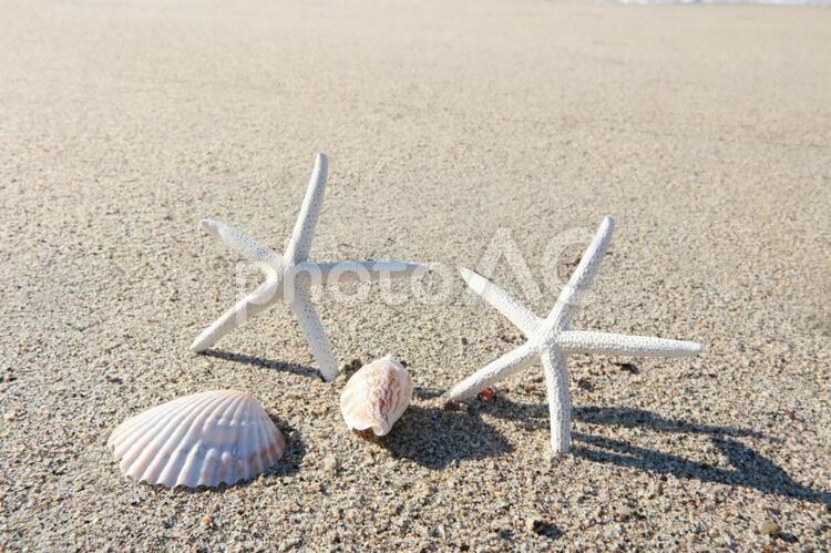 貝がら　ひとで　夏の浜辺　夏の思い出　夏の海 ヒトデ,貝がら,夏の写真素材