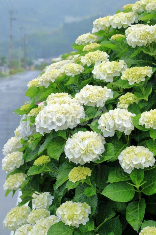 アジサイ　梅雨入り２ アジサイ,花,植物の写真素材