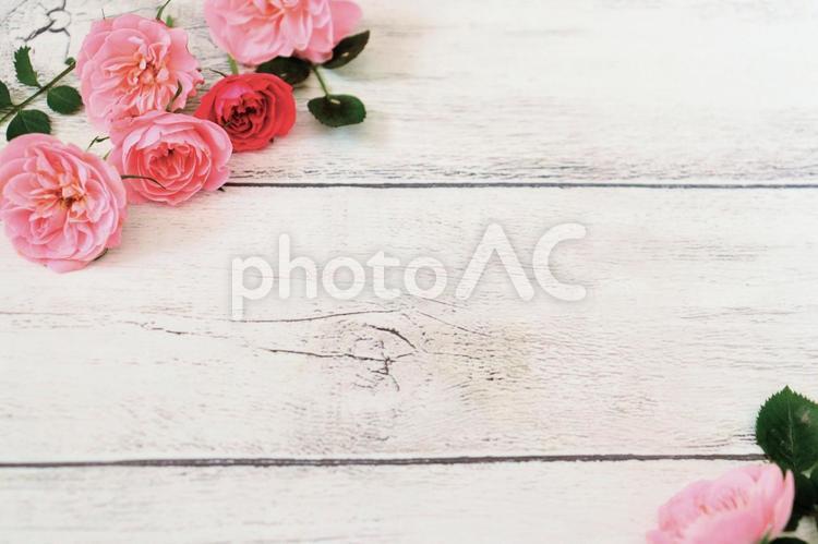 ミニ薔薇のフレーム　６ 花,薔薇,フレームの写真素材