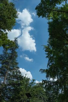 新緑と空と雲 新緑と空と雲 新緑,自然,風景の写真素材