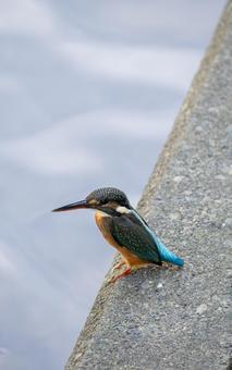 カワセミ カワセミの写真