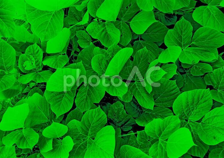 緑の葉のイメージ 葉っぱ,グリーン,緑の写真素材