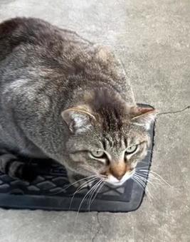 野良猫22 野良猫22の写真