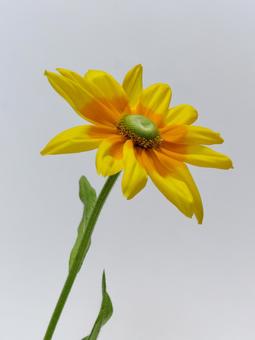黄色のルドベキア 黄色のルドベキア 花,植物,ルドベキアの写真素材