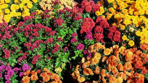 笠間稲荷神の社門前通り・秋の菊(笠間市) 笠間稲荷神の社門前通り・秋の菊(笠間市) 秋,菊,花の写真素材
